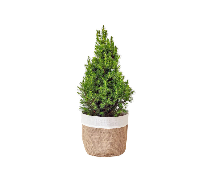 Grüne Zuckerhutfichte im Jutesack, ca. 40 cm.