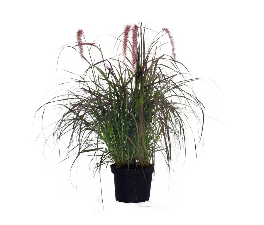 Rotes Lampenputzergras in einem schwarzen Topf.