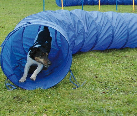 Ein Hund läuft durch einen blauen dobar Agility-Tunnel.