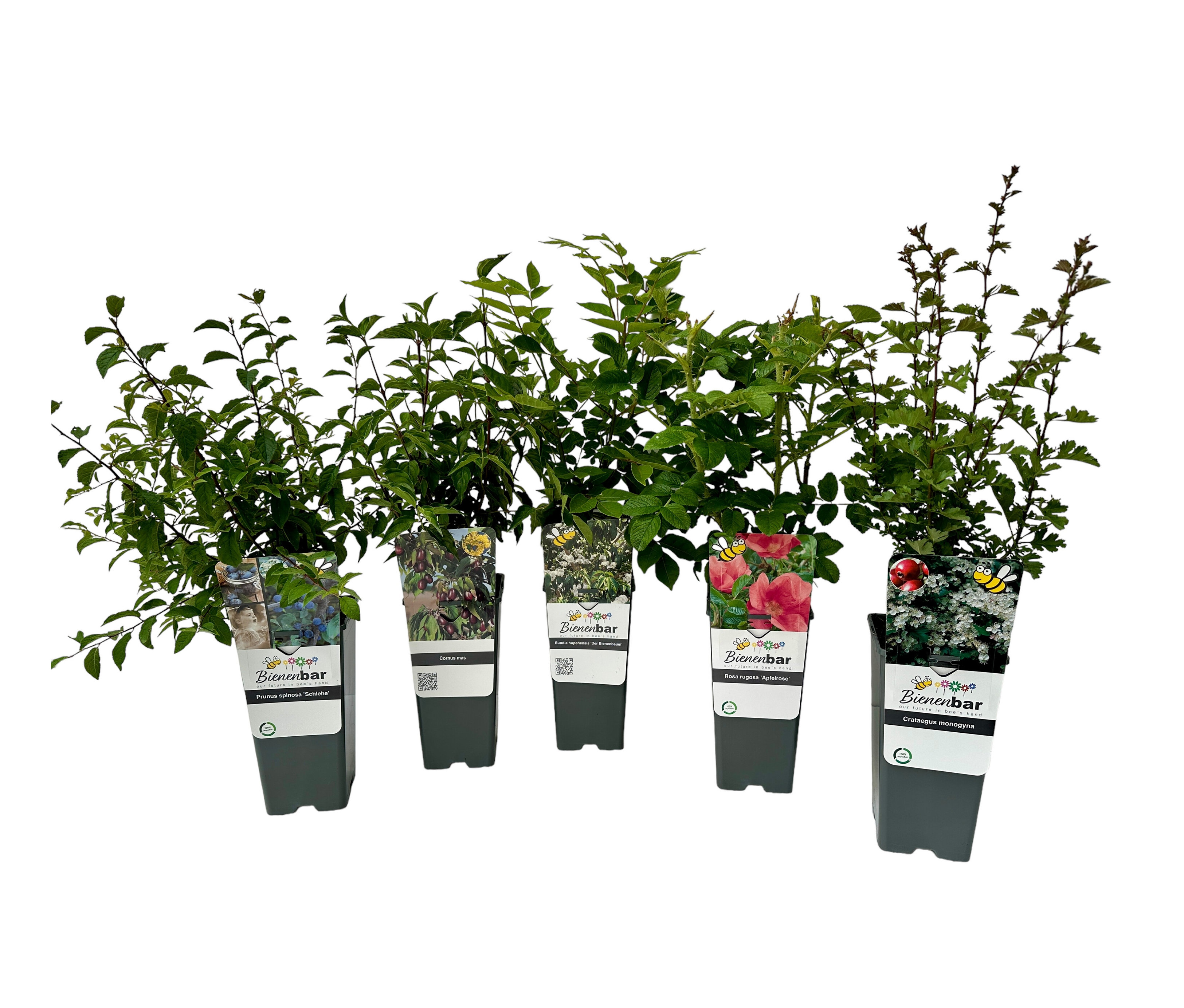 Tchibo - Bunte Blühhecke - weiß