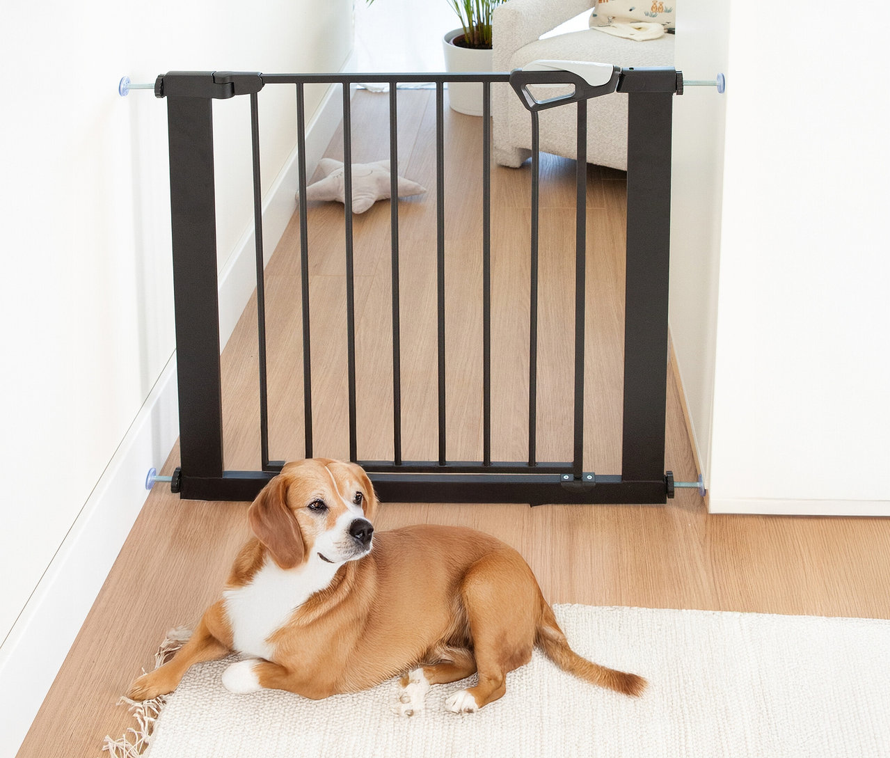 Ein braun-weißer Hund liegt vor einem schwarzen roba easySafe+ Tür-und-Treppen-Schutzgitter in einem Durchgang.