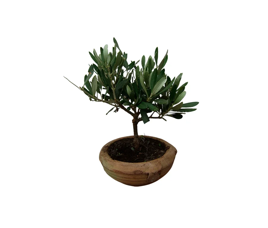 Kleiner Bonsai "Olive Olea europaea" in einem runden Terrakottatopf.