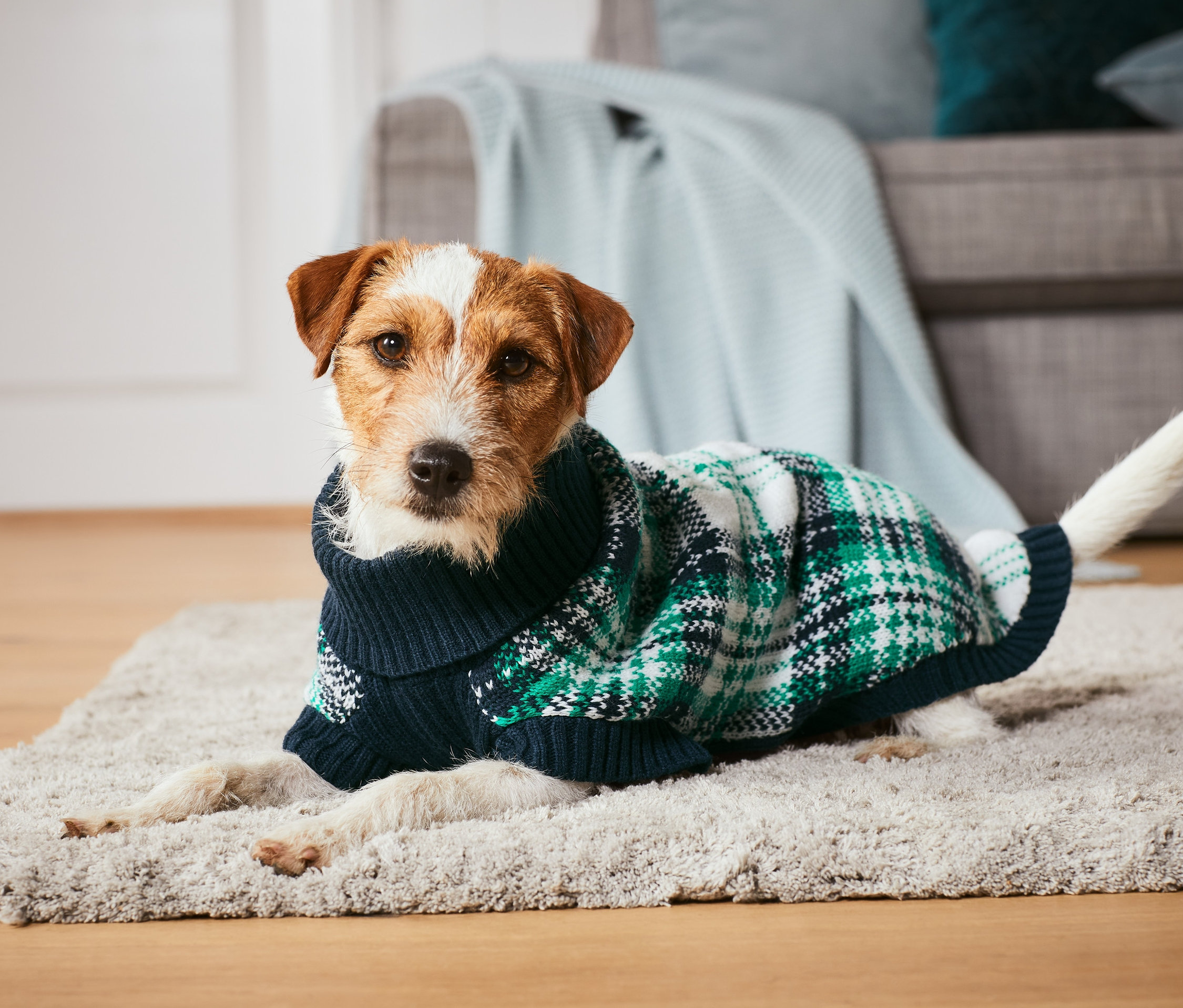 Ein Jack Russell Terrier liegt auf einem Teppich und trägt einen grünen karierten Hunde-Pullover.