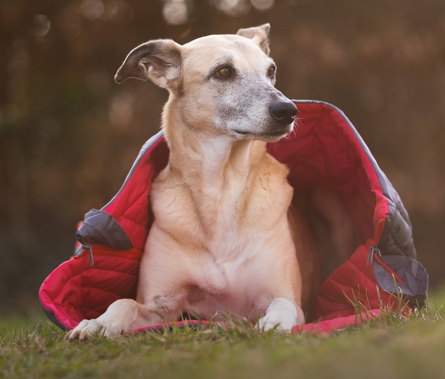Hund liegt im Gras und ist in eine rot-graue 2-in-1-Hundedecke-und-Schlafsack gehüllt.