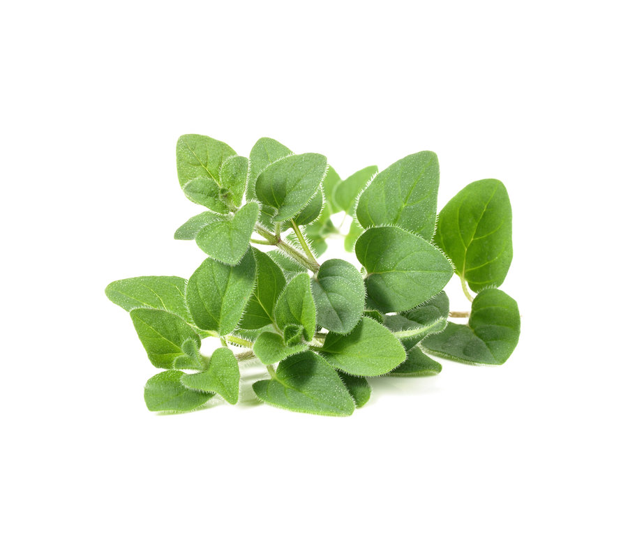 Nahaufnahme eines Oreganostängels mit ovalen grünen Blättern auf weißem Hintergrund.