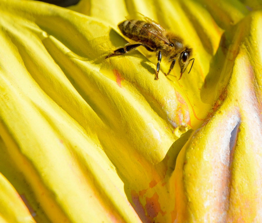 Eine Biene auf der gelben Dobar Bunte Insektentränke »Fiore«.