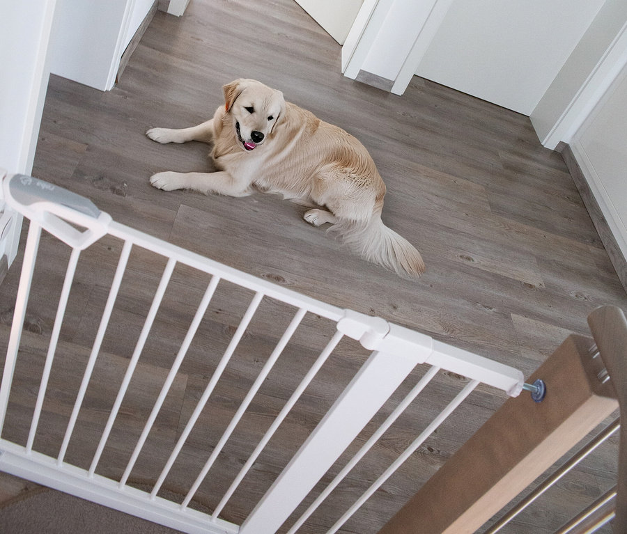 Ein Golden Retriever liegt auf einem Holzboden hinter einem weißen roba easySafe+ Tür- und Treppenschutzgitter.