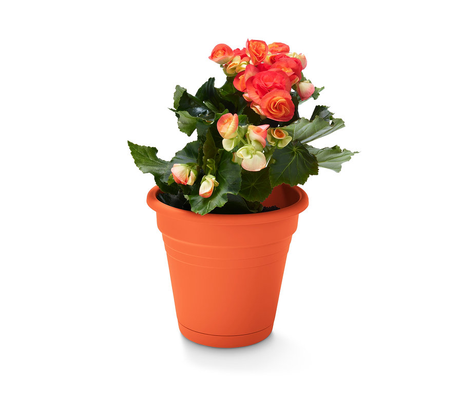 Orangefarbener Blumentopf mit rot-gelben Blumen.