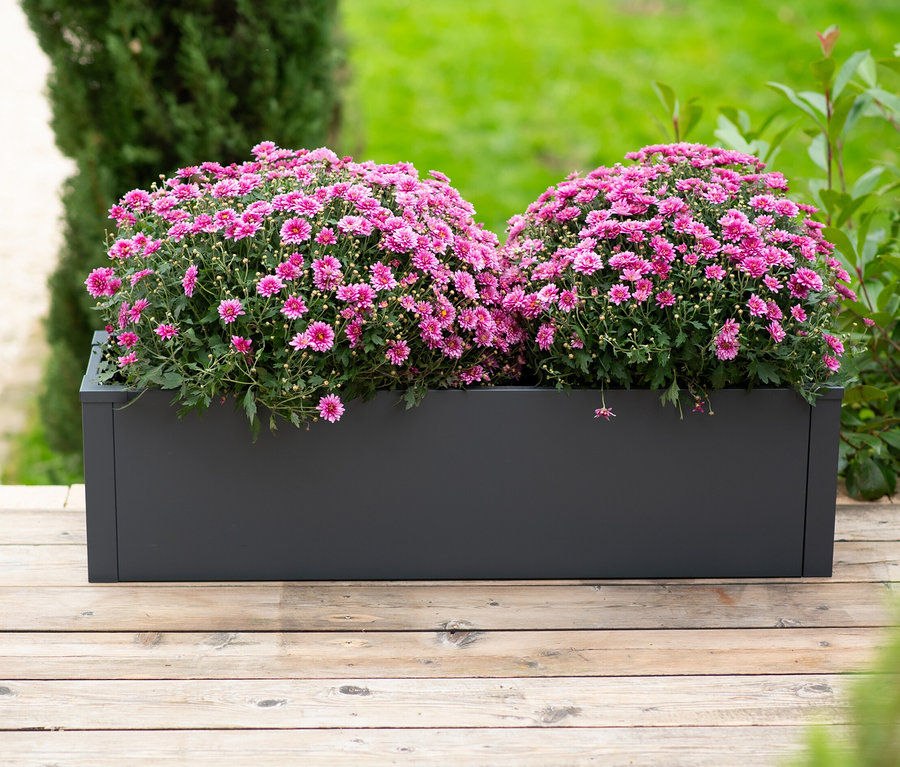 Rosa Blumen in einem grauen Pflanzkasten mit Einlegeboden, ca. 27 cm, auf einem Holzboden.