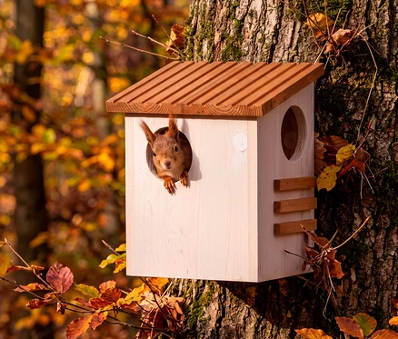 Ein Eichhörnchen schaut aus einem hellen Holznistkasten, der an einem Baumstamm in einem herbstlichen Wald befestigt ist.