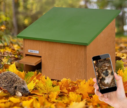 Ein Dobar Igelhaus mit Kamera und grünem Dach steht zwischen Herbstblättern. Ein Igel hält eine Nuss am Eingang, während eine Hand ein Smartphone mit einem Live-Bild eines Igels im Haus hält.