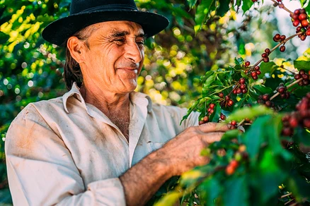 Mann mit Hut erntet Kaffeekirschen von einem Strauch.