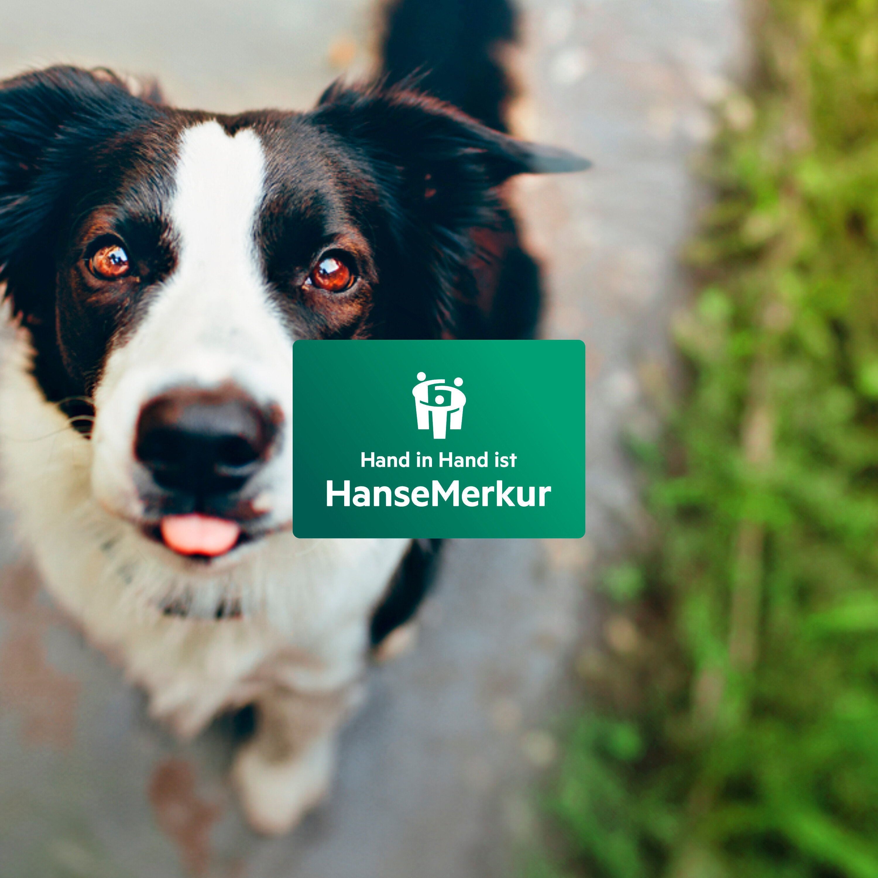 Detailansicht eines Border Collies mit herausgestreckter Zunge und dem HanseMerkur-Logo im Vordergrund.