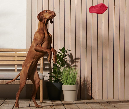 Ein brauner Hund steht auf seinen Hinterbeinen, um eine Hunde-Wurfscheibe zu fangen.