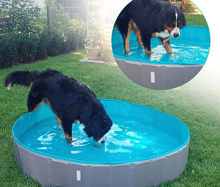 Berner Sennenhund trinkt Wasser aus blauem Pool. Navaris Hundepool, faltbar.