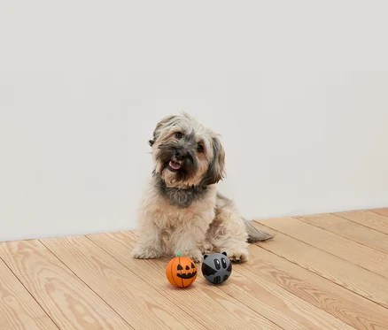 Auf einem Holzboden sitzt ein zotteliger Hund, vor ihm liegen zwei Bälle: ein orangefarbener Ball mit einem Kürbisgesicht und ein grauer Ball mit einem Waschbärgesicht.