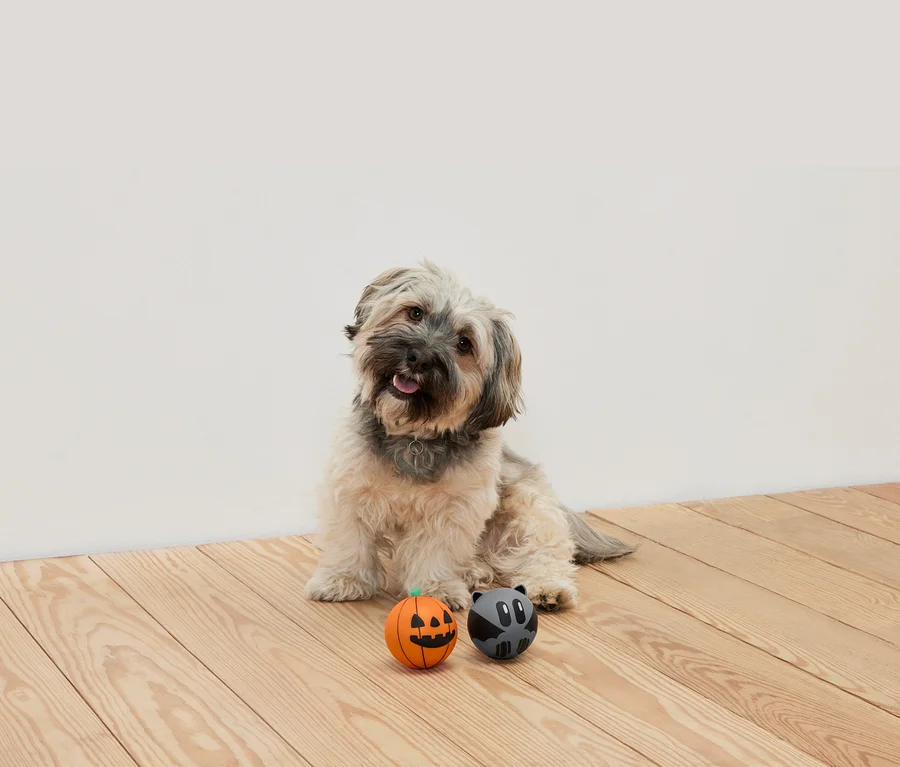 Auf einem Holzboden sitzt ein zotteliger Hund, vor ihm liegen zwei Bälle: ein orangefarbener Ball mit einem Kürbisgesicht und ein grauer Ball mit einem Waschbärgesicht.