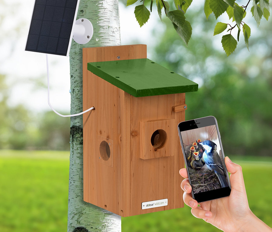 Ein Dobar Solar-Nistkasten mit Kamera ist an einem Baum befestigt. Eine Hand hält ein Smartphone, das eine Live-Aufnahme von einem Vogel zeigt, der seine Küken im Nistkasten füttert.
