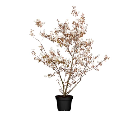 Blühender Kupfer-Felsenbirne-Baum in einem schwarzen Topf.