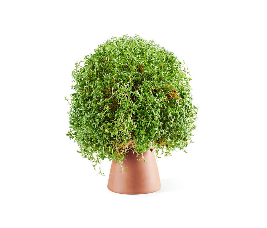 Ein grünes Osterei mit Saatgut in einem Topf aus Ton.