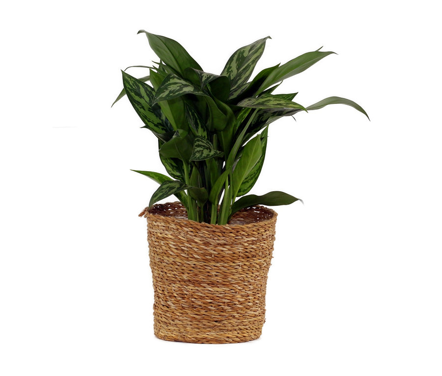 Zimmerpflanze »Aglaonema Stripes«, im 17-cm-Topf.