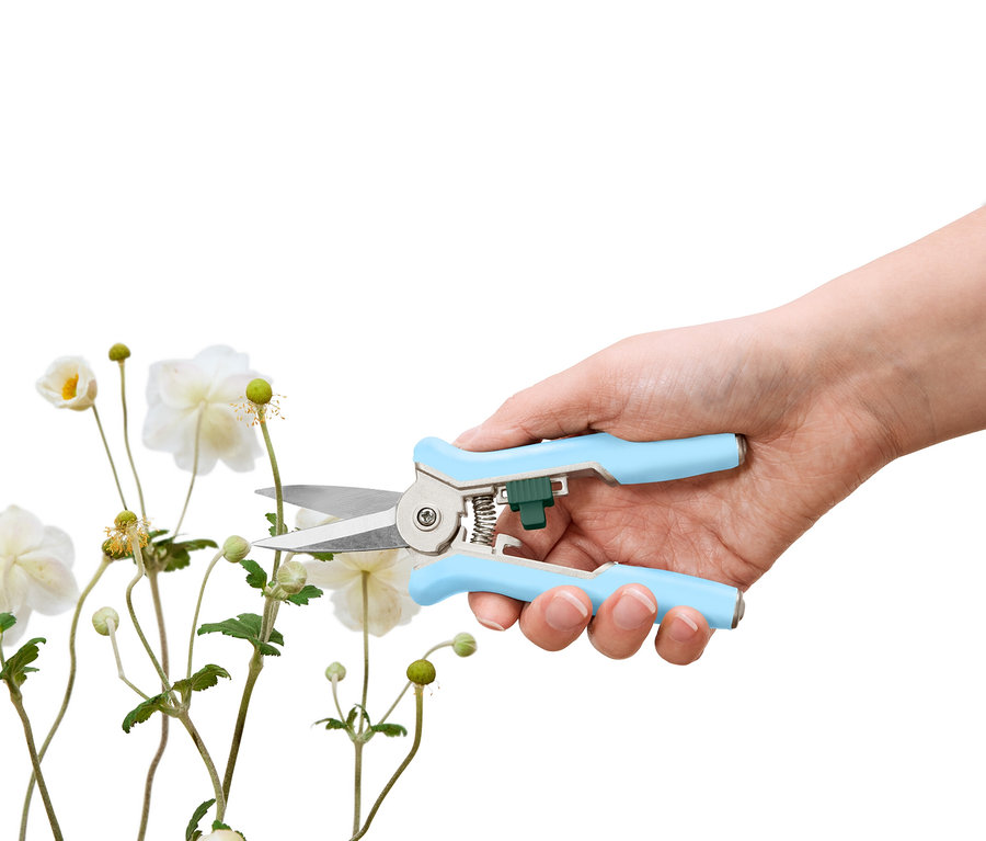 Eine Hand schneidet mit einer hellblauen Gartenschere eine weiße Blume.