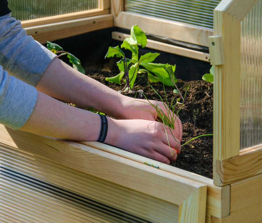 Person setzt Setzlinge in ein Hochbeet.