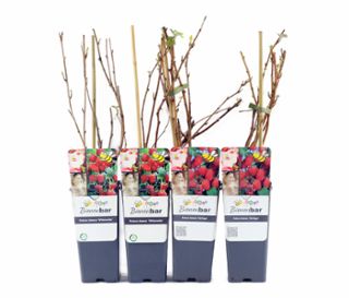 Himbeeren, 4er-Set