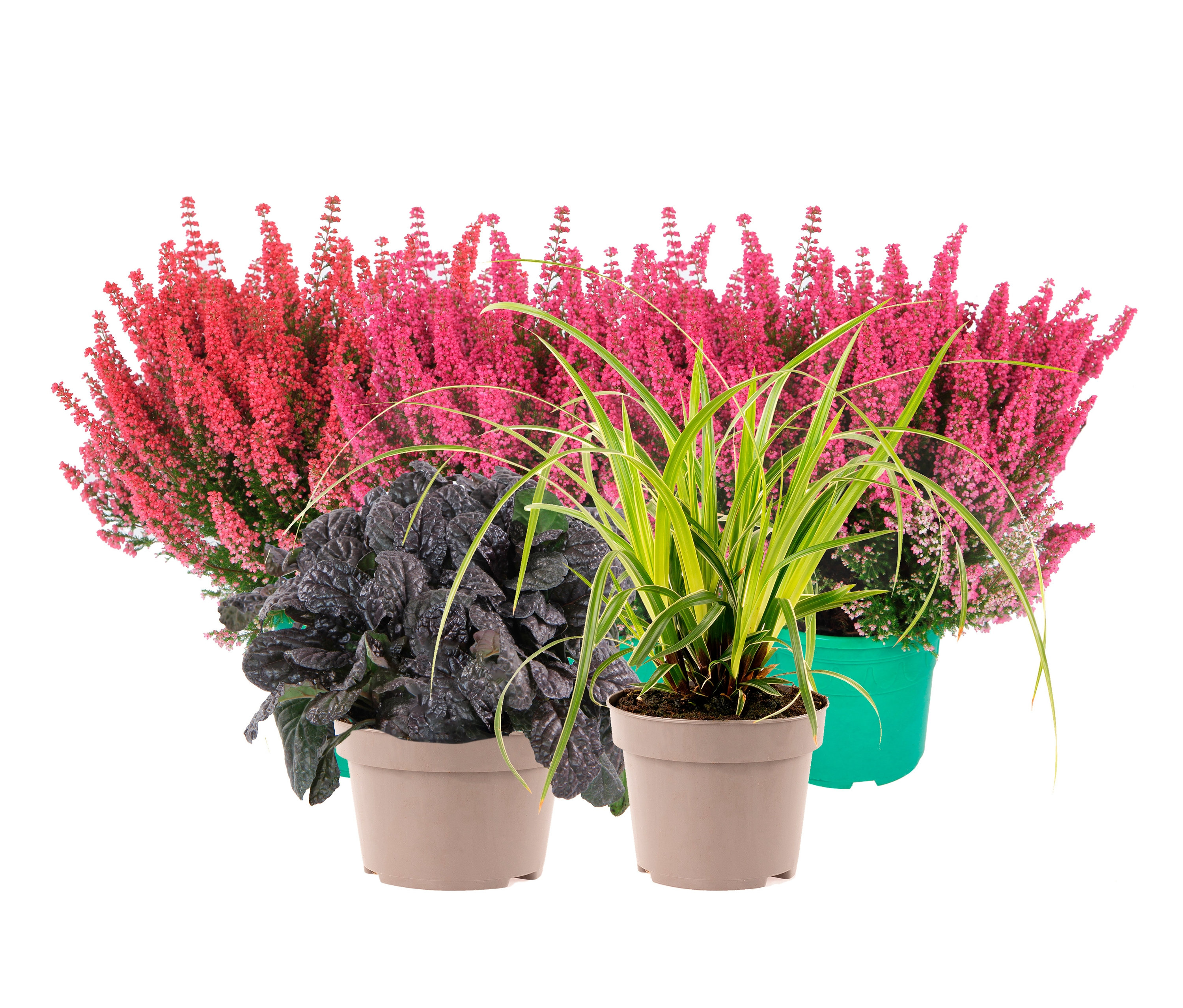 Rosa und rote Heidekräuter und zwei weitere Pflanzen in Töpfen. Pflanzen-Set »Erika, dein Herbst ist da«.