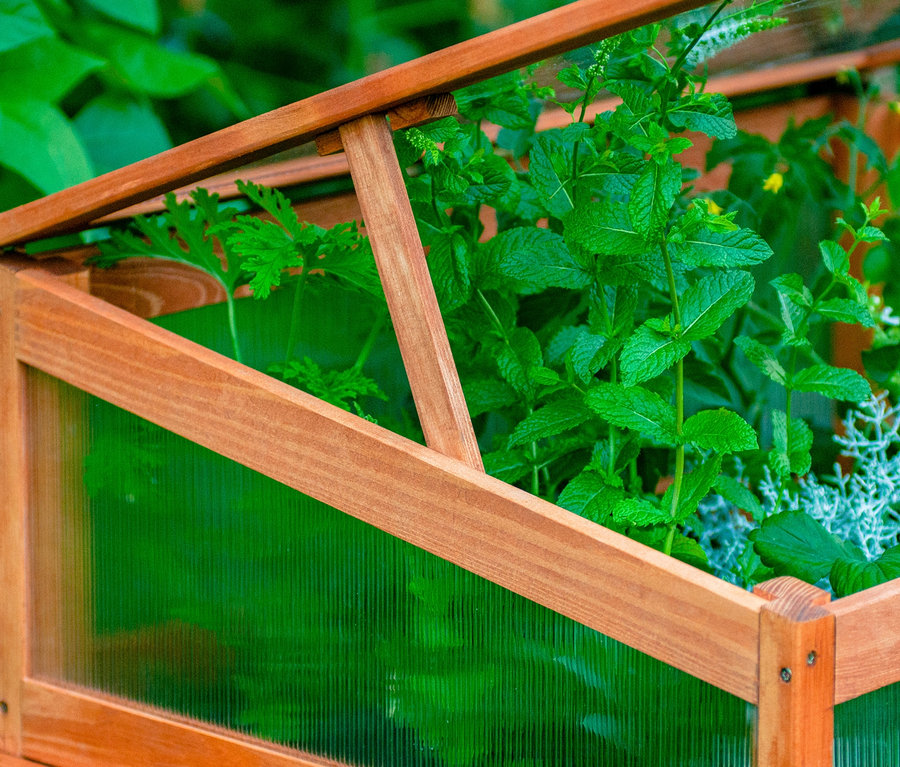 Teilweise geöffneter Frühbeet-Aufsatz »Kubus« aus Holz mit Pflanzen im Inneren.