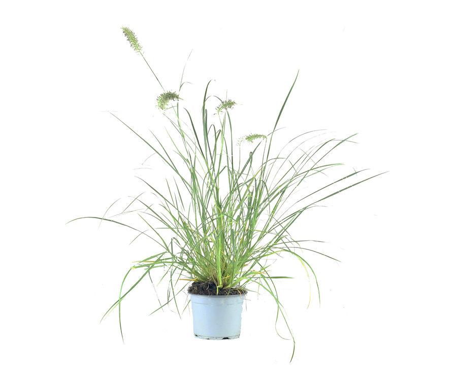 Gras im Topf, aus dem Herbst-Set 2, inkl. Korb, Pflanzen und Erde.