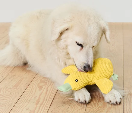 Weißer Hund liegt auf einem Holzboden und beißt in ein Hunde-Plüschspielzeug »Ente«.