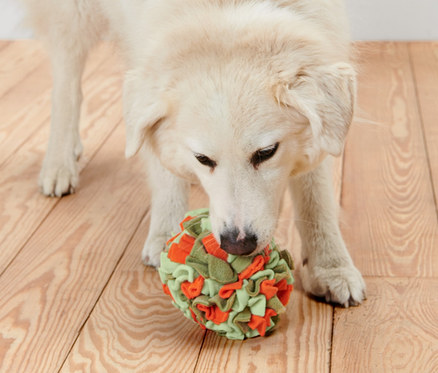 Weißer Hund spielt mit Tier-Schnüffelball auf Holzboden.