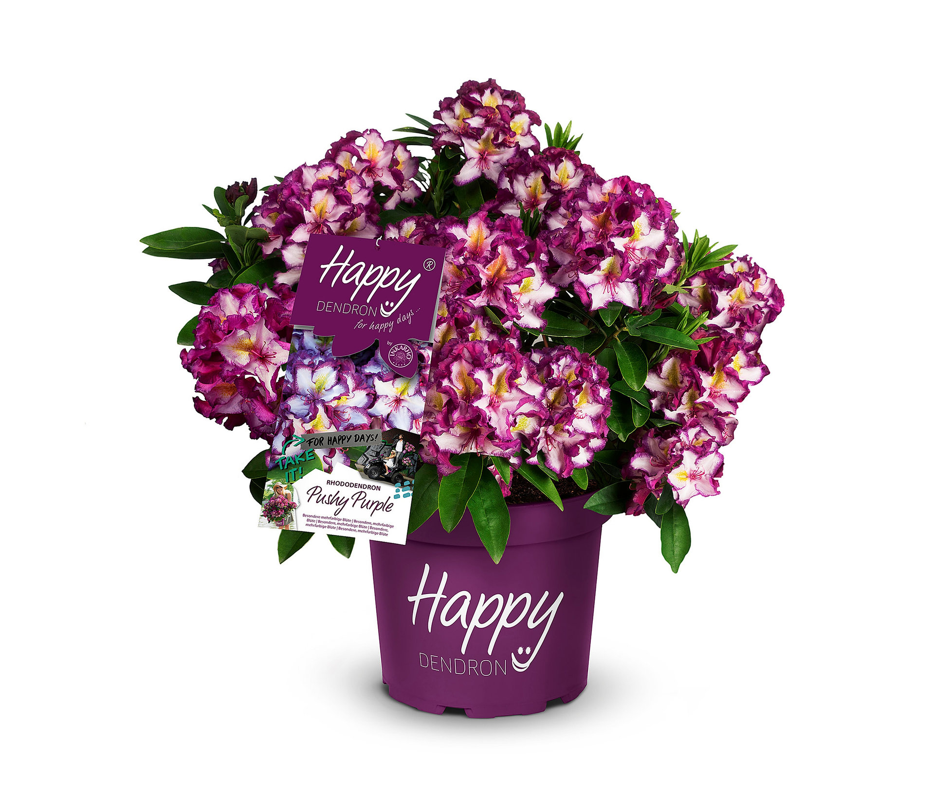 Rhododendron Hybride »Happy Dendron« Pushy Purple - weiß - weiß