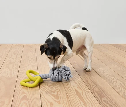 Ein Hund spielt mit einem Spielzeug auf einem Holzboden.