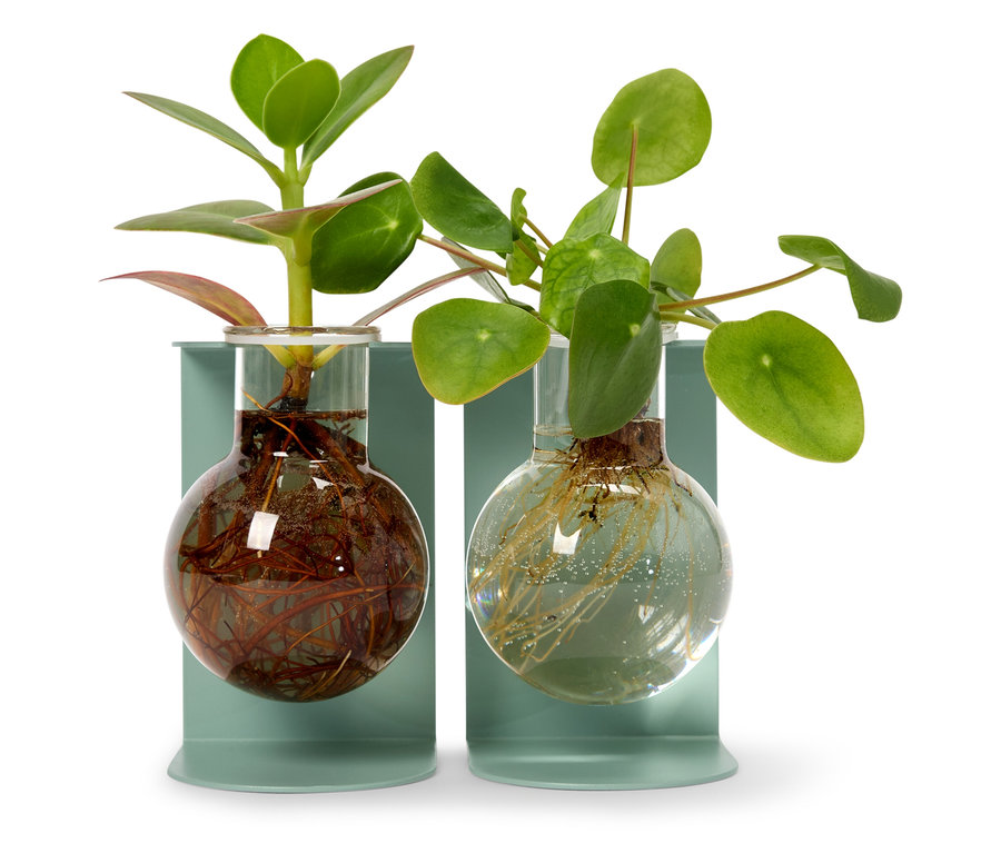 Zwei Pflanzen in Glaskolben auf hellblauen Sockeln.