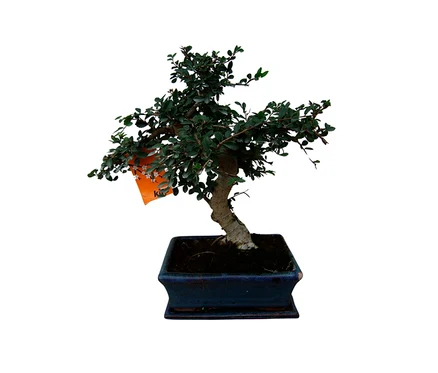 Ein 6 Jahre alter Bonsai der Sorte Sageretia theezans – Falscher Tee, in einem dunkelblauen Keramiktopf mit Untersetzer. Ein orangefarbener Anhänger hängt an einem Ast.