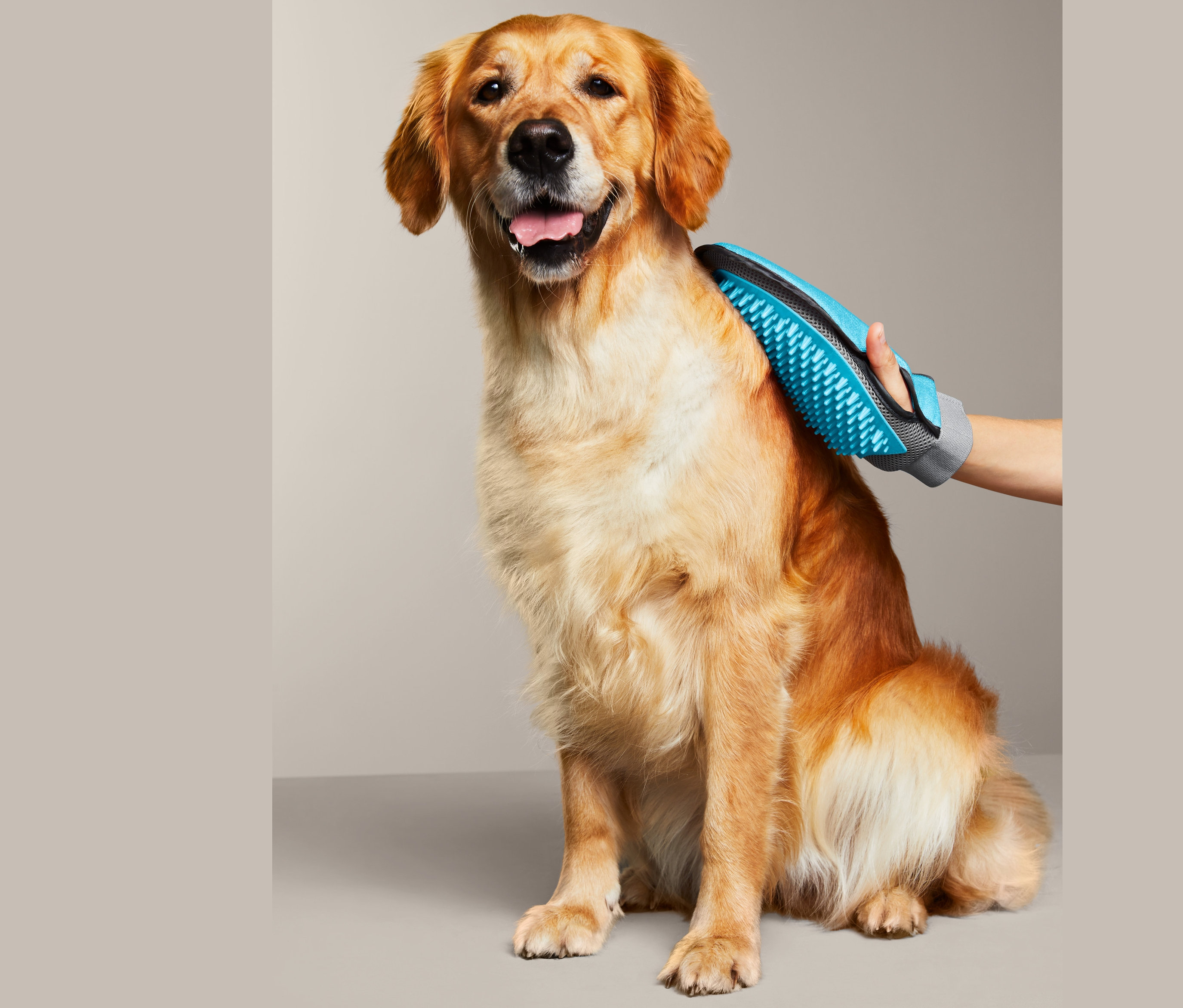 Goldener Retriever sitzt, während eine Hand mit einem Fellpflege-Handschuh sein Fell bürstet.
