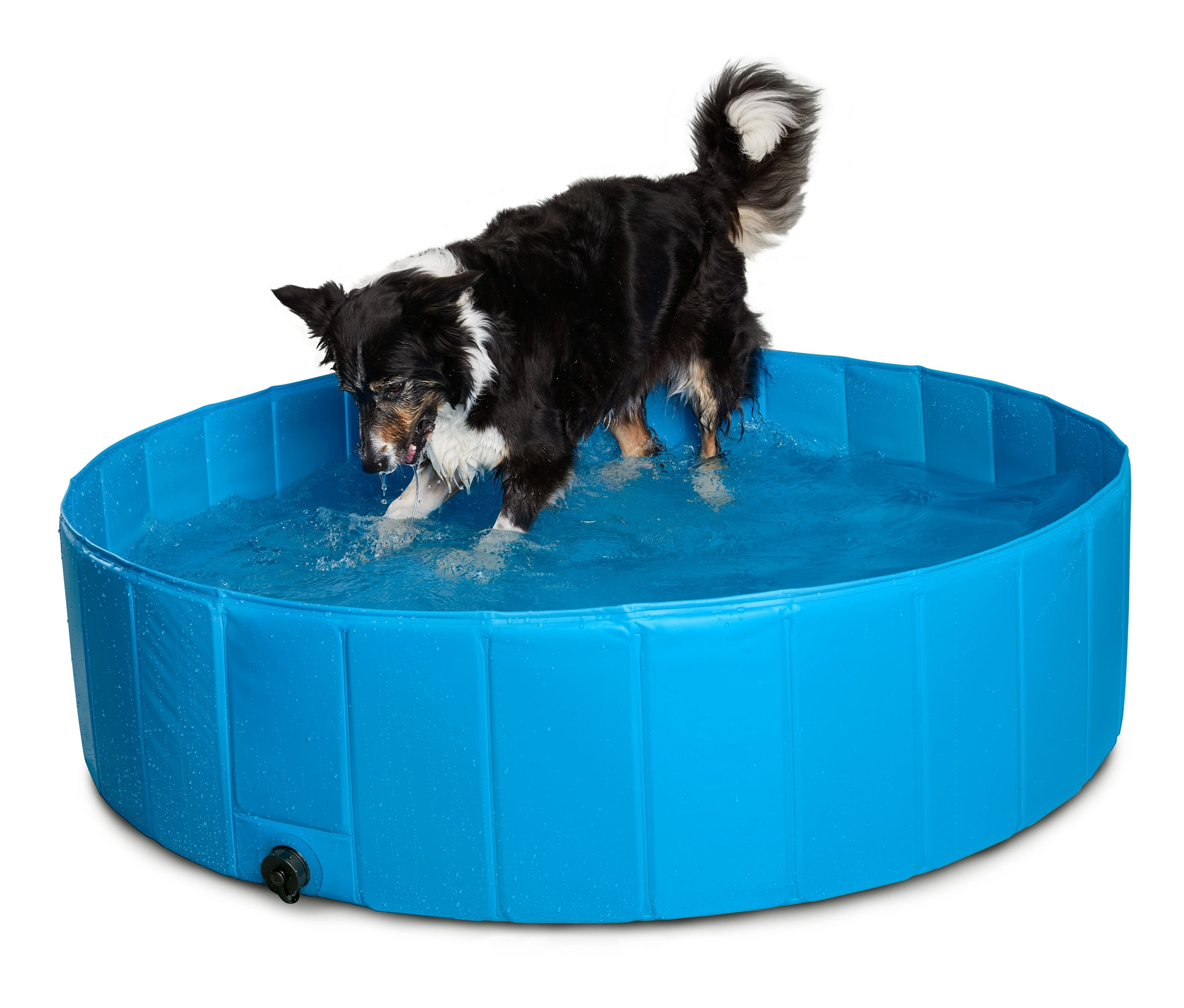 Hund steht in blauem Hunde-Pool, ca. 120 cm.