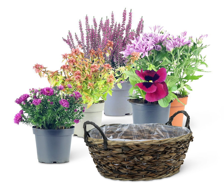 Verschiedene Blumen in Töpfen hinter einem braunen Weidenkorb, Herbst-Set 1, inkl. Korb, Pflanzen und Erde.