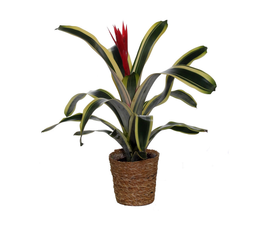 Zimmerpflanze »Aechmea Brazil« mit Topf.