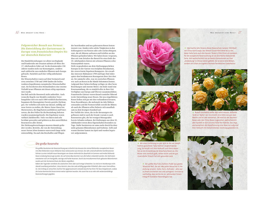 Das Bild zeigt einen Text über die Entwicklung von Gartenrosen in Europa. Abgebildet ist außerdem ein Buch mit dem Titel »Das große Ulmer Rosenbuch«.