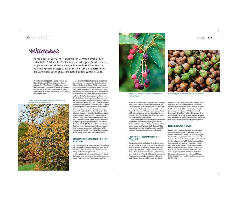 Auf einer Doppelseite sind Wildobstsorten abgebildet. Links Eberesche, rechts Felsenbirne und Haselnüsse. Abgebildet ist auch das Buch »Das große Ulmer Biogartenbuch«.