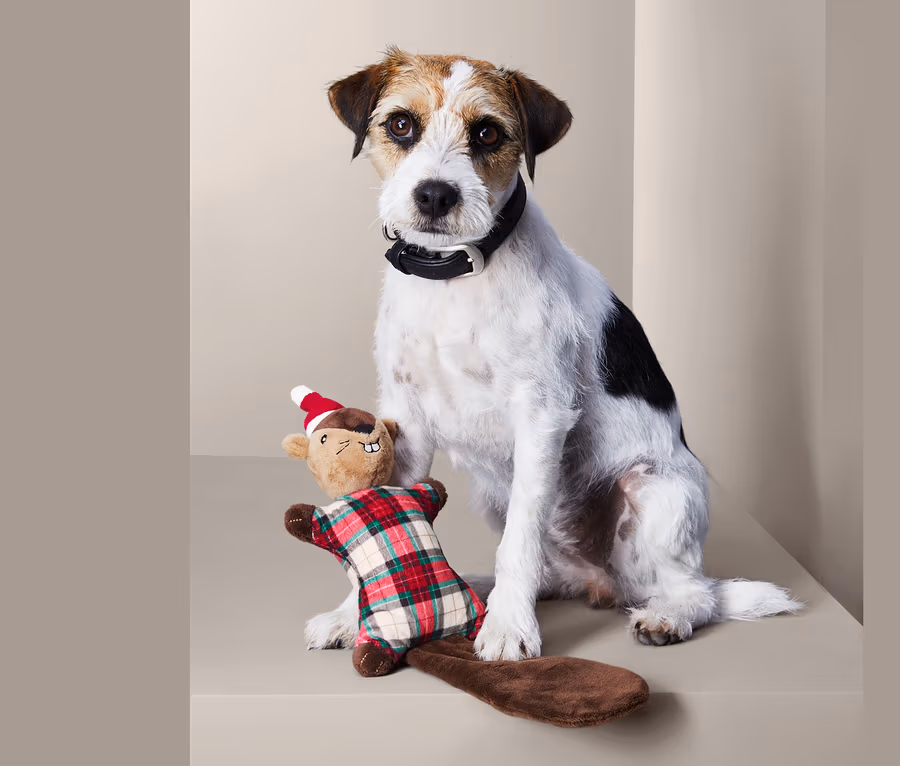 Jack Russell Terrier sitzt neben Hunde-Plüschspielzeug »Eichhörnchen«.