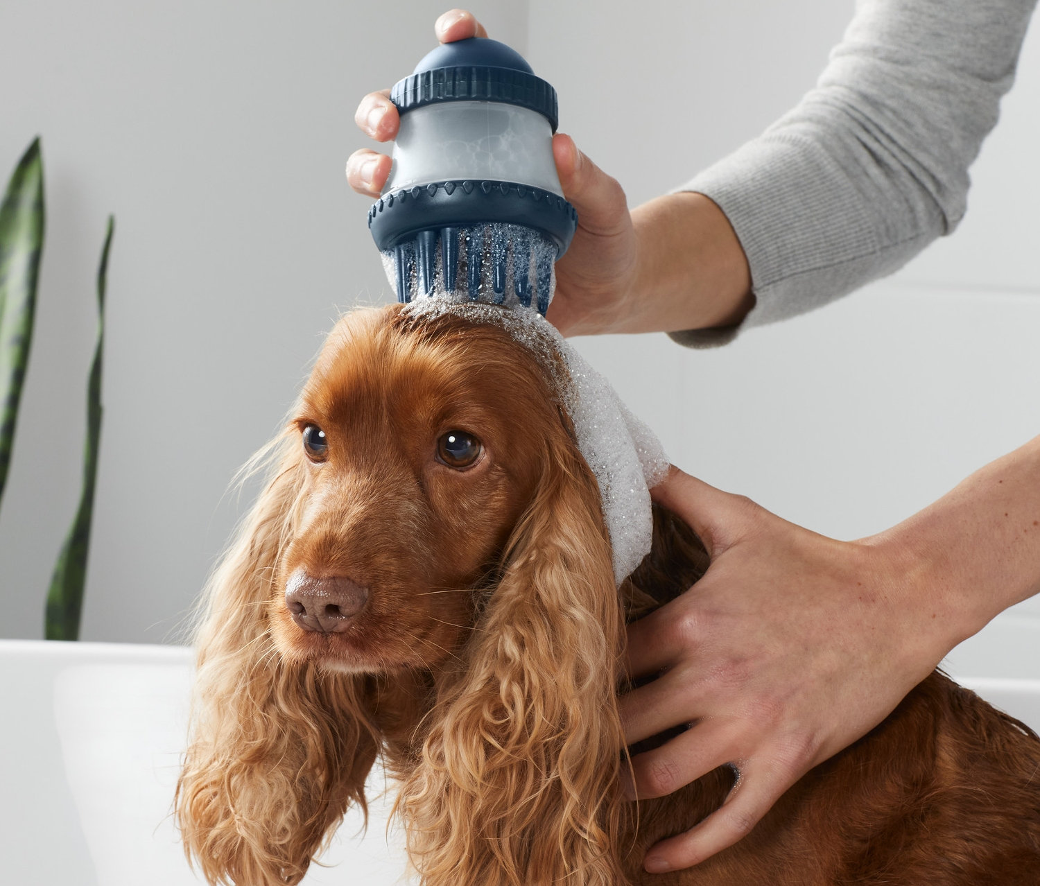 Brauner Cockerspaniel in einer weißen Badewanne wird mit einer Tier-Reinigungsbürste gewaschen.