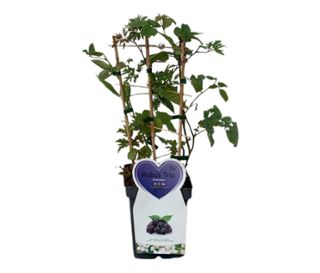Brombeeren Trio, Spalier
