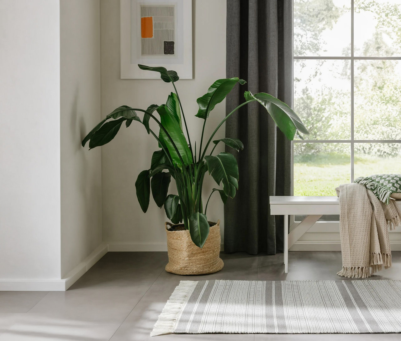 Eine Zimmerecke mit einer großen grünen Pflanze in einem geflochtenen Korb, einer weißen Holzbank mit beigen und grünen Decken, einem großen Fenster mit dunkelgrauen Vorhängen und einem grau-weiß gestreiften Teppich. Ein abstraktes Bild hängt an der hellgrauen Wand.