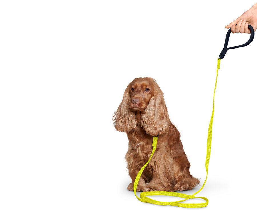 Ein brauner Cocker Spaniel sitzt mit einer gelben Hundeleine mit Reflektoren.
