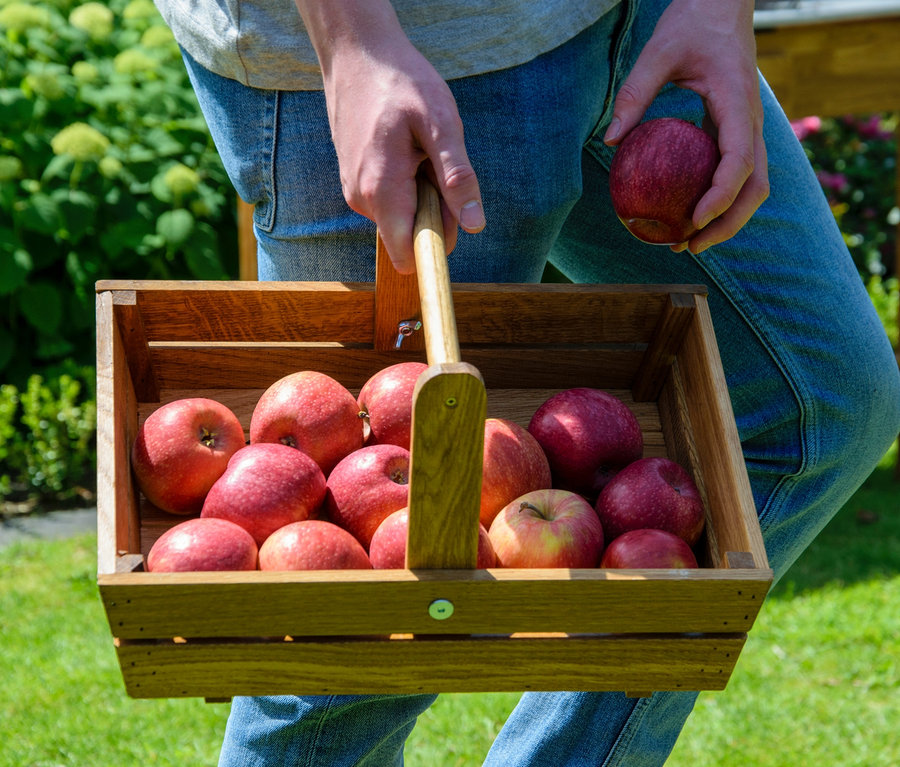 Mann hält einen hölzernen Erntekorb voller roter Äpfel.