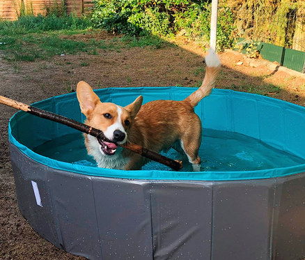 Corgi steht in einem blauen Faltpool und hält einen Stock im Maul.